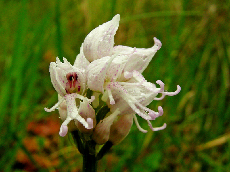 Orchidee del Chianti 2009